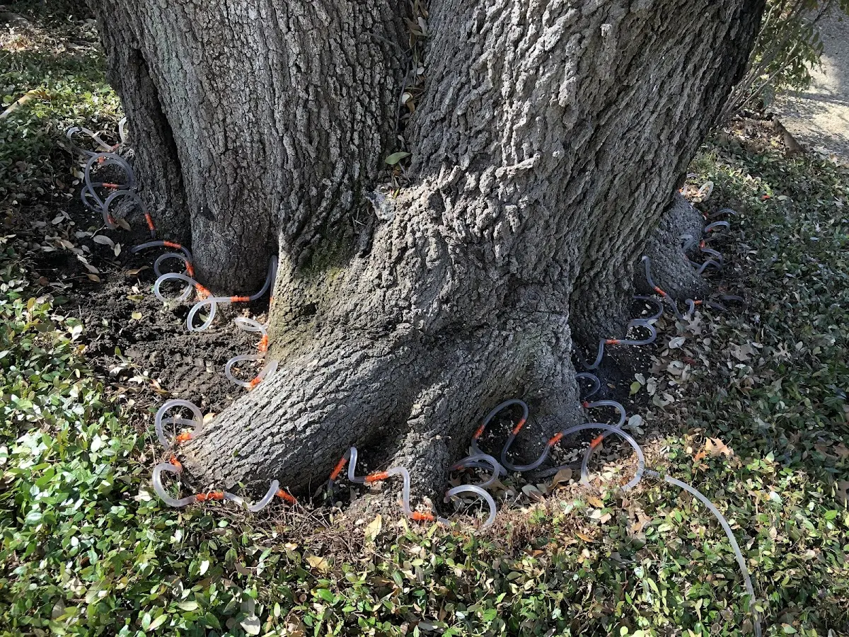 Detailed Tree Cabling and Bracing job site in La Fayette